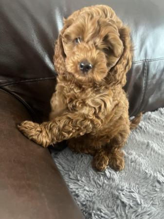 Image 8 of F1B Cockapoo puppies ready now 1 girl left