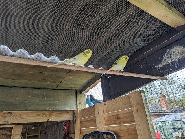 Preview of the first image of Budgies for sale female.