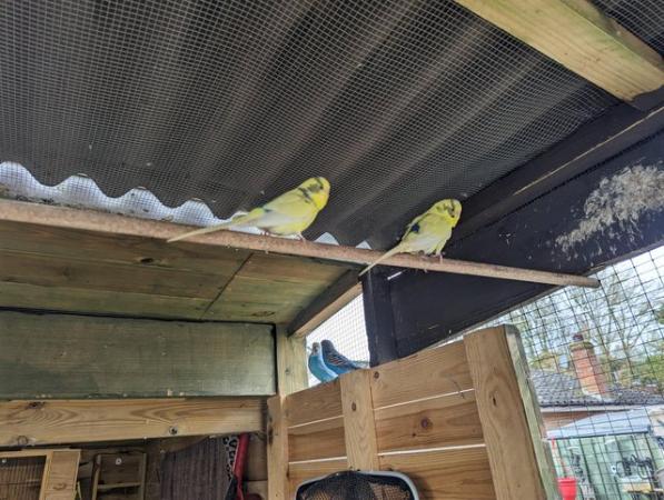 Image 1 of Budgies for sale female