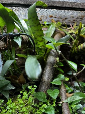 Image 4 of Naturalistic/bioactive vivarium with mourning geckos