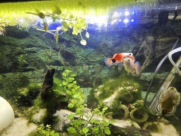 Image 3 of 6 x Micky Mouse Platys For Sale