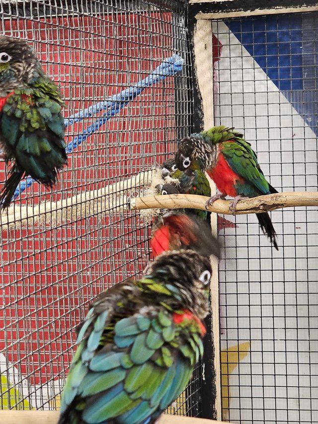 Preview of the first image of Amazing colourful chirping conures available.