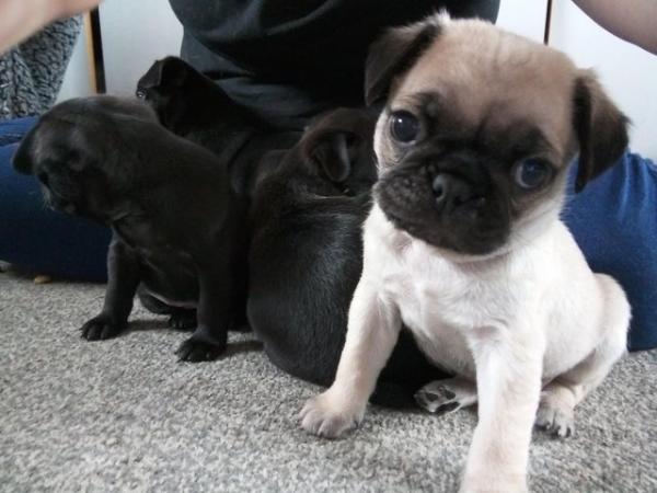 Image 23 of Beautiful pug puppies for sale.