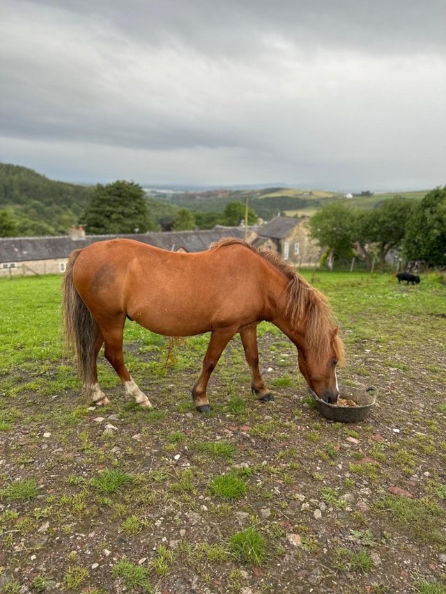 Preview of the first image of Welsh type Gelding Companion.
