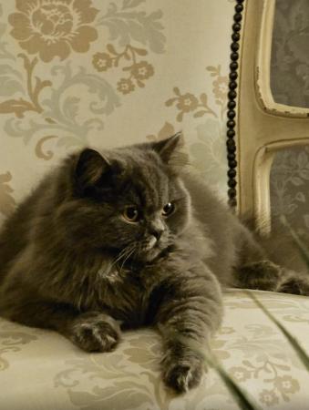 Image 4 of British Blue Longhair Kitten