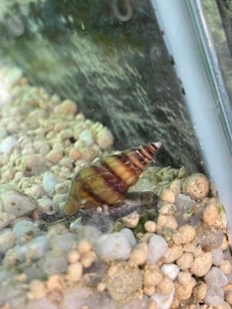 Image 3 of Assassin snails (Clea helena) for sale
