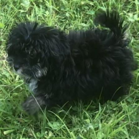 Image 1 of Toy poodle x papillon super tiny fully vaccinated