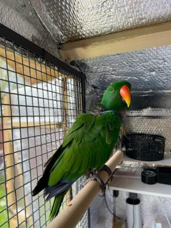 Image 5 of Bonded And Breeding Pair Of Eclecus Parrots
