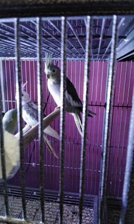 Image 5 of Male/ female cockatiels