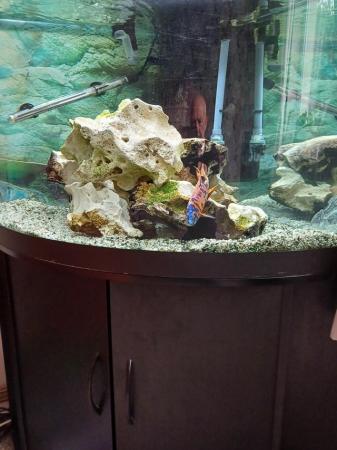 Image 3 of Tropical fish and jewel trigon Corner tank
