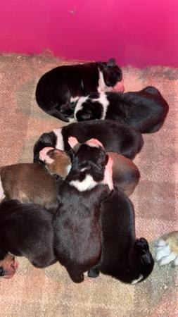 Image 1 of Border collie pups for sale!