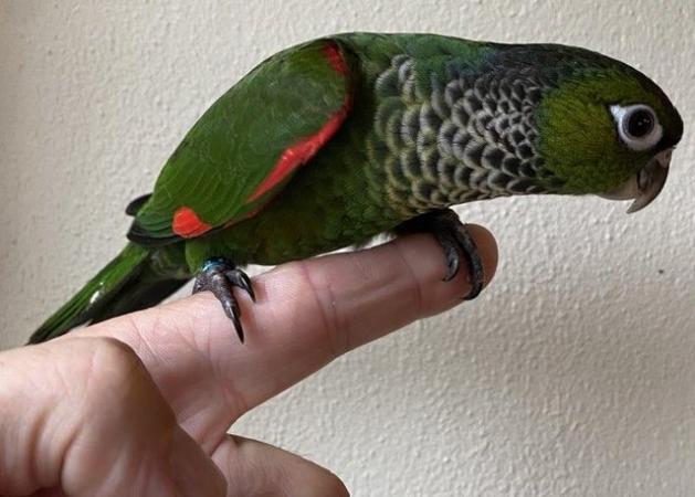 Image 3 of Black Capped Conures DNA sexed males 2023