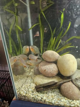 Image 3 of 6 red belly piranhas.  Haven't got the room to upgrade my ta