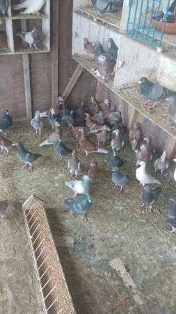 Image 4 of Racing pigeons for sale