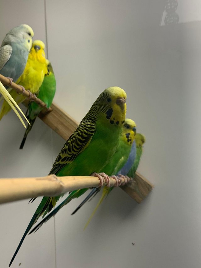 Preview of the first image of Budgies for sale cock and hens.