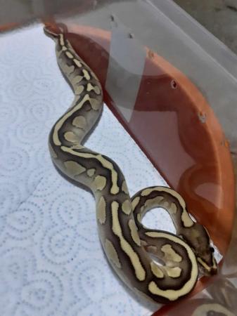 Image 4 of lessers royal python snakes