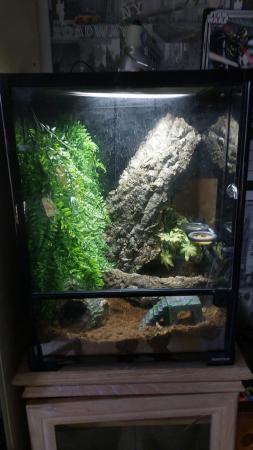 Image 6 of Pintails crested gekko and terrarium for sale