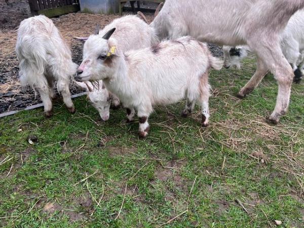 Image 3 of Three Pygmy Nanny Goats