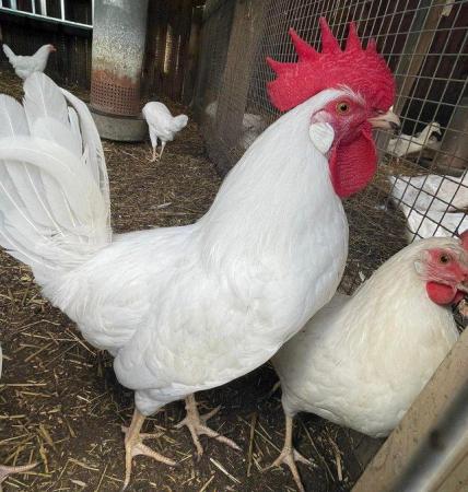 Image 3 of Leghorn POL hens and cockerels