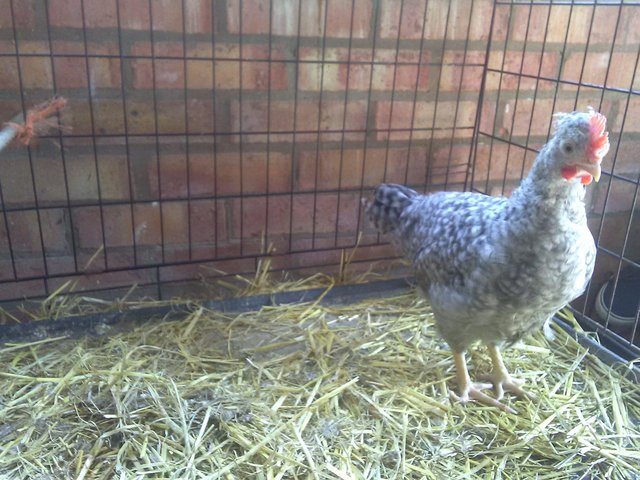 Preview of the first image of Pure Bred Cream Legbar Cockerell Chick 10 weeks old.