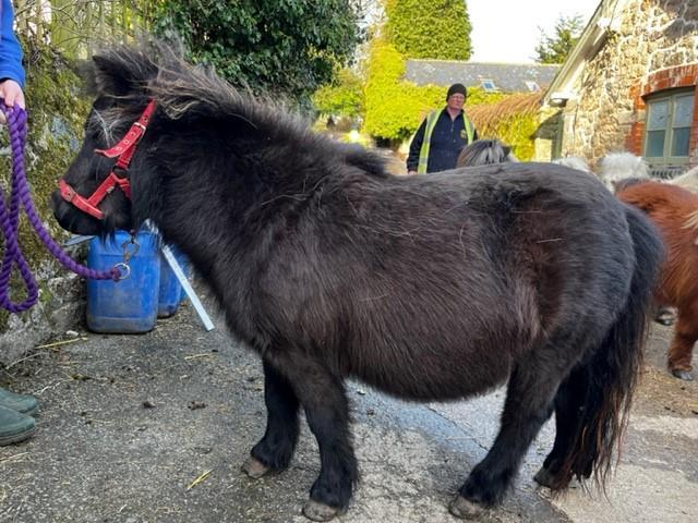 Preview of the first image of REDUCED Showstopping Miniature Shetland Mare.