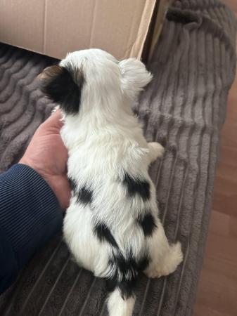Image 20 of Very meautiful mini Biewer puppies for sale