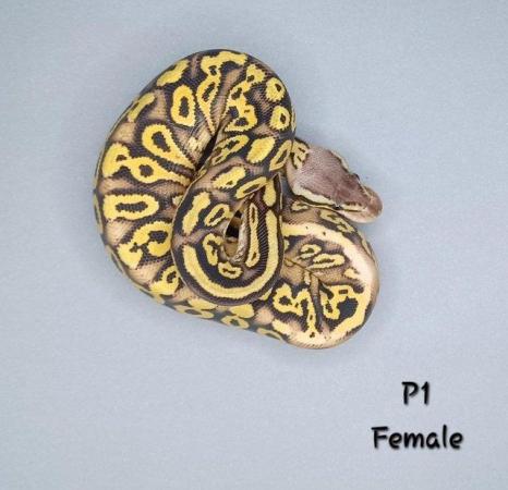 Image 28 of Various Hatchling Ball Python's CB23 - Availability List