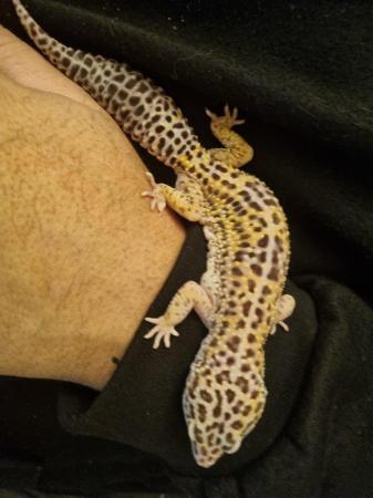 Image 3 of Female leopard gecko and vivarium