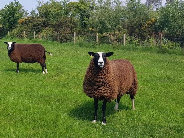 Image 3 of Zwartble shearling ewes - pure bred, but unregistered