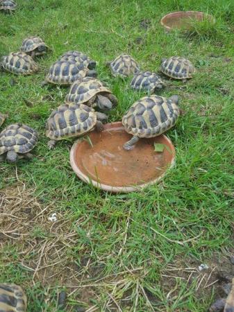 Image 2 of Hermanns Tortoises 2022 Hatched