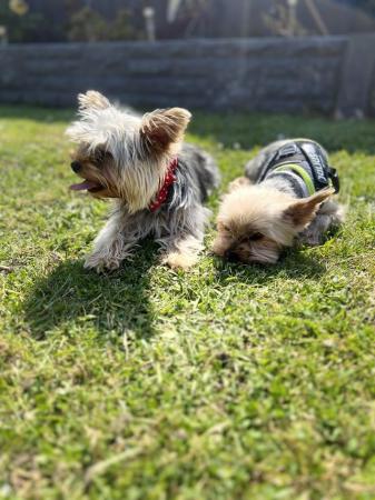 Image 2 of Pedigree Yorkshire Terrier puppies