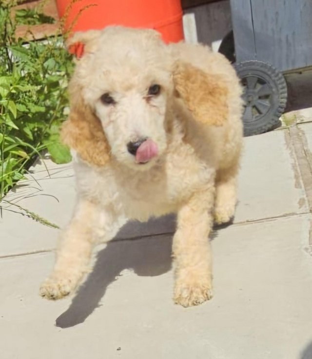 Preview of the first image of Ready now Standard poodle puppies.