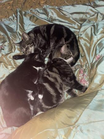Image 5 of Cats Kittens Tabby Black White