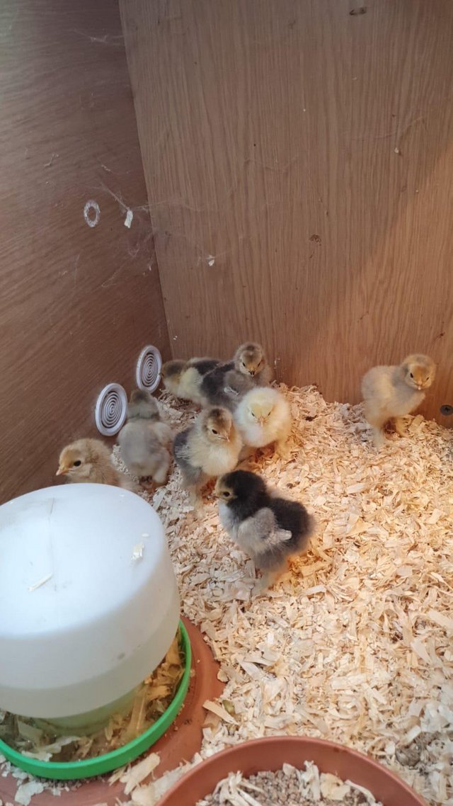 Preview of the first image of 6 day old large fowl Brahma chicks.