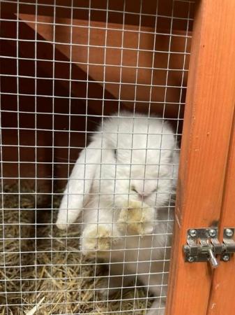 Image 1 of 1 year old male mini lop rabbit