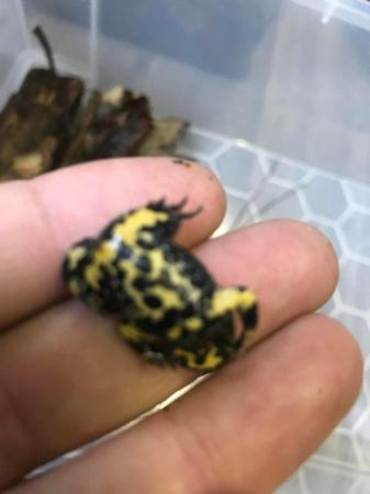 Image 2 of Yellow bellied toads for sale