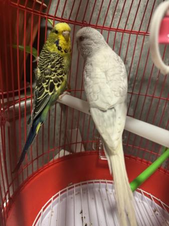 Image 1 of 3 pair of budgies with cage