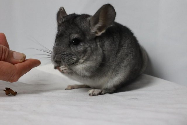 Image 6 of Chinchilla Baby Girl, Standard colour, 3 Months old for sale