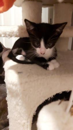 Stunning Oriental Kittens BLACK AND WHITE 3 BOYS for sale in Biggleswade, Bedfordshire - Image 26