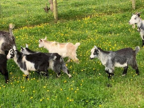Image 7 of Male Pygmy Goat Kids -  Wethers