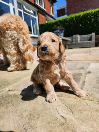Image 8 of GORGEOUS COCKAPOO PUPPIES FOR SALE