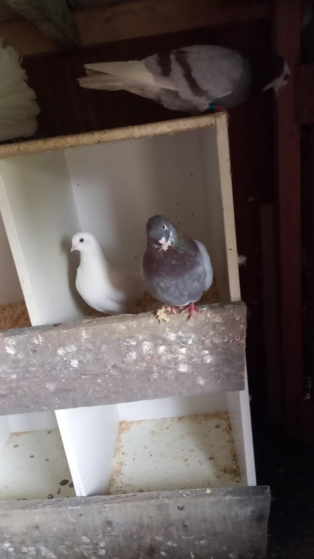 Preview of the first image of Roller pigeons for sale.