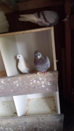 Image 1 of Roller pigeons for sale