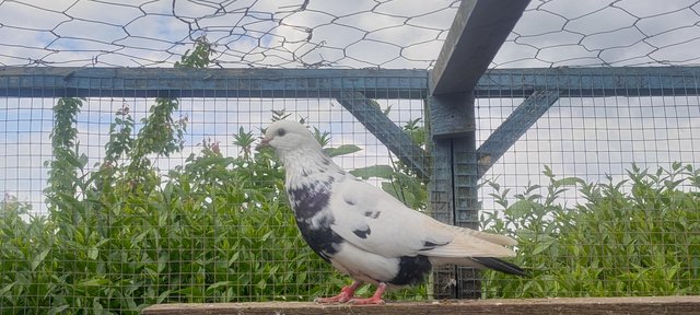 Image 5 of White iranian tumbler pigeons
