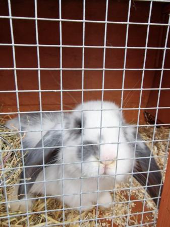Image 4 of Gorgeous Giant Lop Bunny - Boy