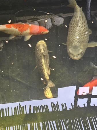 Image 5 of Koi fish for sale closing down my pond