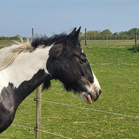Image 3 of Sharer wanted for 14.2hh cob mare