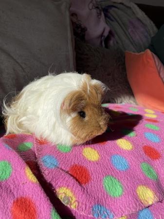 Image 3 of * guinea pigs * girls and boys * all ages * ready now *