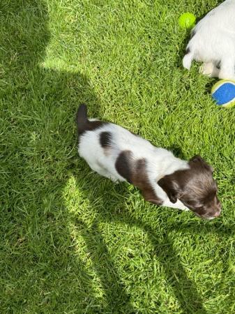 Image 7 of English Springer Spaniel Puppies KC Registered