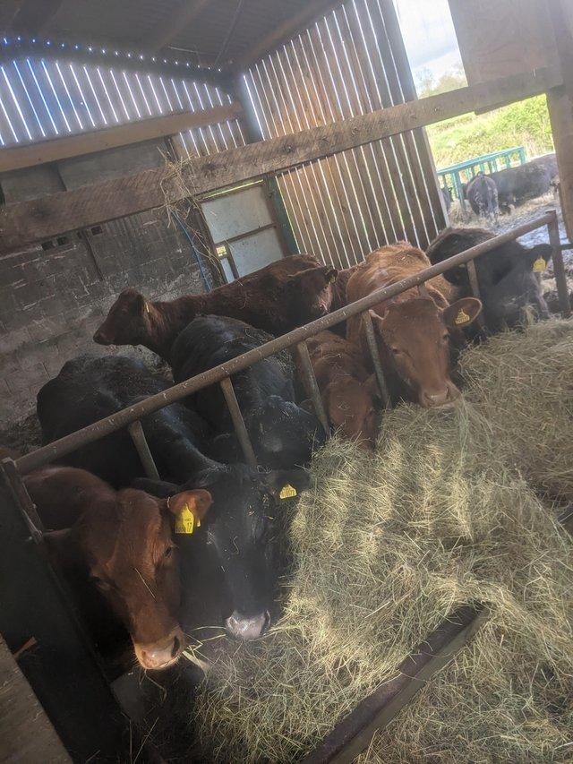 Preview of the first image of Herd of Dexter cows, heifers and bull for sale.